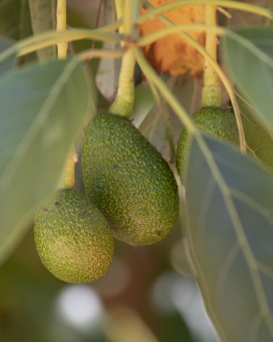 Aguacates Hass colgando del árbol en una huerta de California
