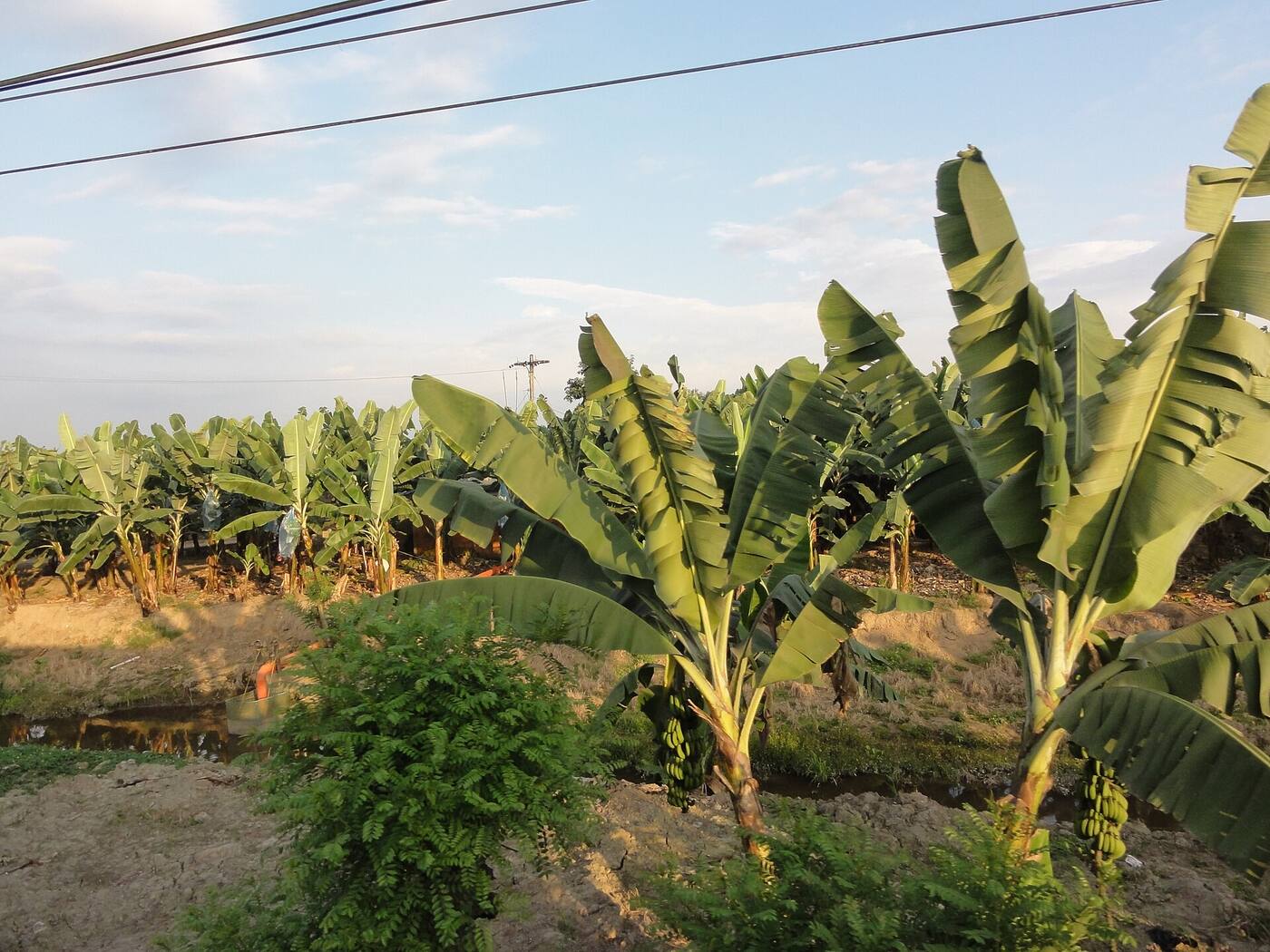 Plantación de banano en Ecuador