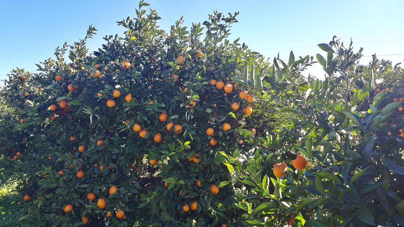Naranjos cargados de fruta en una finca cerca de Sagunto, España