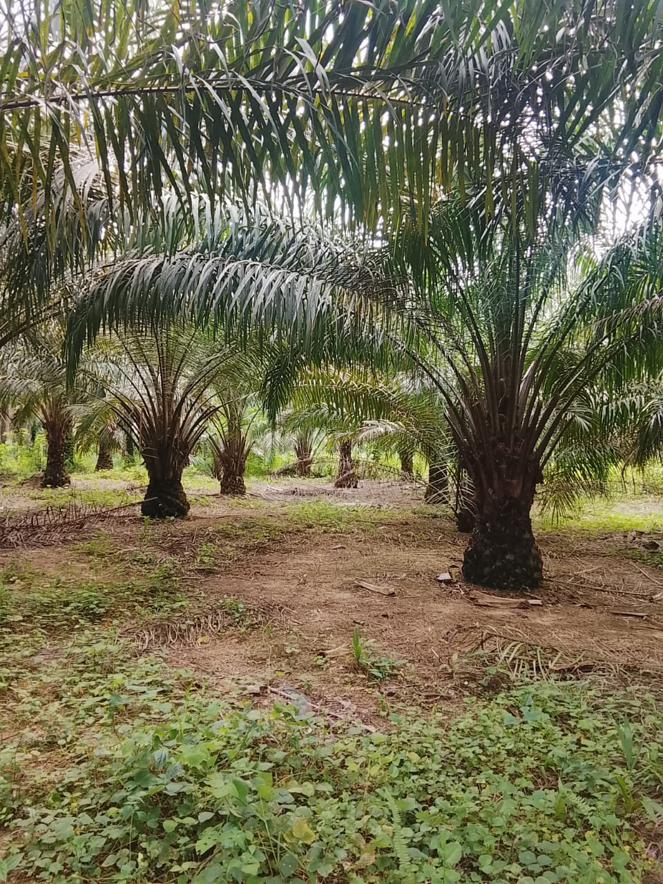 Hileras de palma de aceite en una plantación en Akwa Ibom, Nigeria