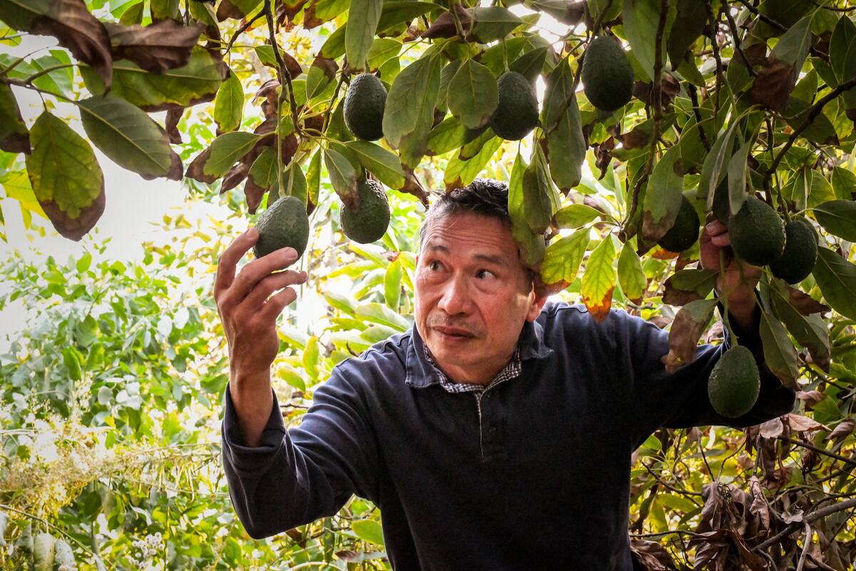 A grower inspects the fruit on an avocado tree in his grove