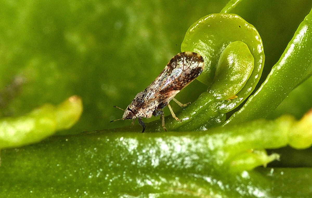 Psílido asiático adulto alimentándose en una hoja tierna de cítrico