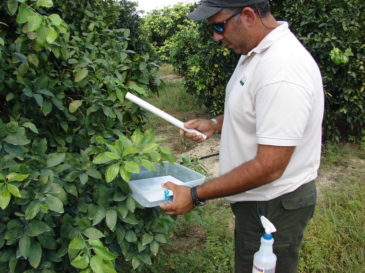 A scout taps a citrus branch over a tray to count insects in a Florida grove